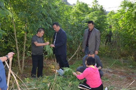 工业大麻测产现场