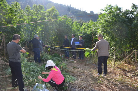 工业大麻测产现场