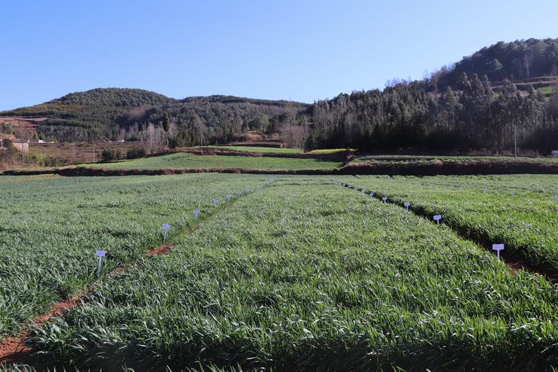 项目区小麦长势